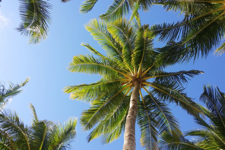 Group of palm trees against a blue sky.